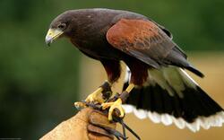 Hawk Bird Standing on Hand