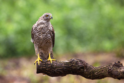 Hawk Bird Standing on Wooden Branch