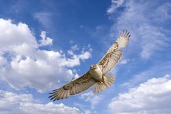 Hawk Bird Under Sky Amazing Photography