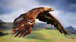 Hawk Bird with Big Wings