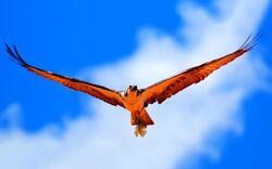 Hawk Bird with Fish in Sky