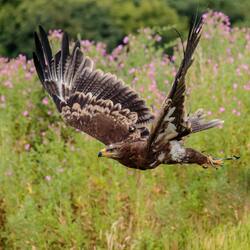 Hawk Birds Flying in The Garden