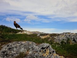 Hawk Birds Setting at Rock