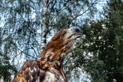 Hawk Close Up Photo