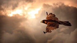 Hawk Flying In Sky 4K Desktop Background