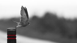 Hawk Flying Portrait Photography