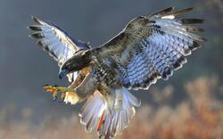 Hawk For Hunting