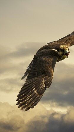 Hawk in Grey Colour Image