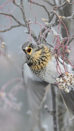 Hawk on Tree Winter