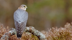 Hawk Sitting in Branch Tree