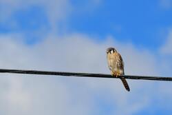 Hawk Sitting on Rope