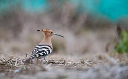 HD Image of Bird Hoopoe