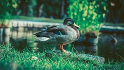 HD Image of Duck Standing Near River