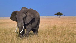HD Image of Elephant Standing in Grass
