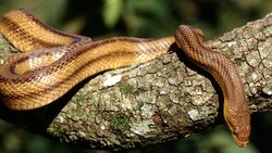 HD Image of Snake on Tree