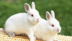 HD Image of White Rabbit