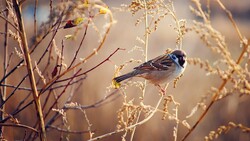 HD Images of Sparrow Bird