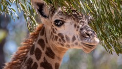 HD Photo of Giraffe Animal Close Up