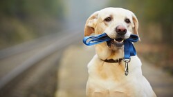 HD Portrait Photography of Dog