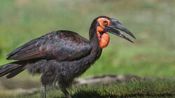 HD Wallpaper of Bird Hornbill