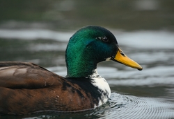 HD Wallpaper of Duck Swimming in Water