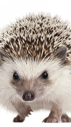 Hedgehog Mobile Pic