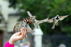 Helping Hand for Sparrow