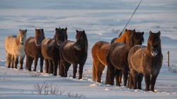 Herd of Donkey 4K Photo