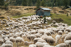 Herd of Sheep