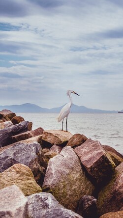 Heron Bird Image