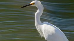 Heron Bird in Lake 4K Wallpaper