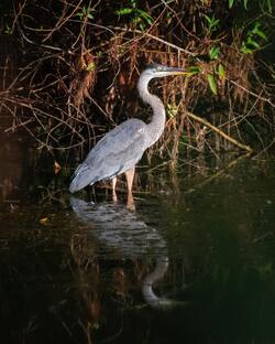 Heron Bird in Water at Night