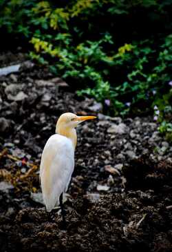 Heron Bird Photo