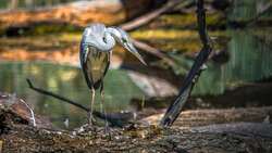 Heron Bird Sitting On Tree Branch 4K Wallpaper