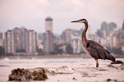 Heron Bird Standing in Water