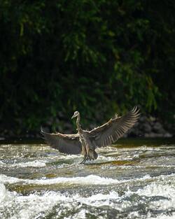 Heron Bird Wings Photo