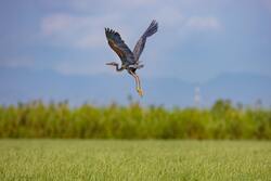 Heron Flying Above The Grass