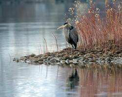 Heron on Rocks Near Body of Water