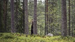 Hide And Seek With Bear Photography