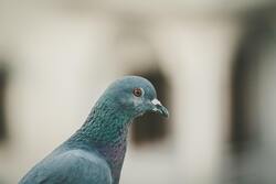 Homing Pigeon Pic