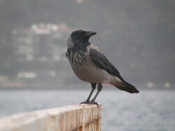 Hooded Crow Pics