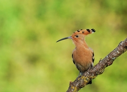 Hoopoe Bird Closeup Photography