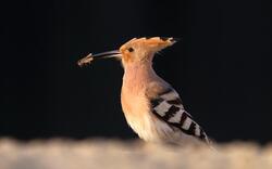 Hoopoe Bird Eating Bug Image