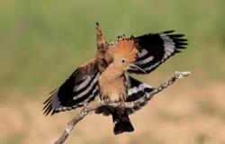Hoopoe Bird Flying