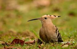 Hoopoe Bird Image