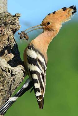 Hoopoe Feeding Image