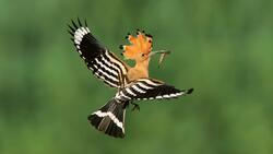 Hoopoe Flying HD Image