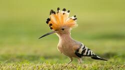 Hoopoe HD Picture