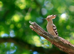 Hoopoe High Quality Macro Photography