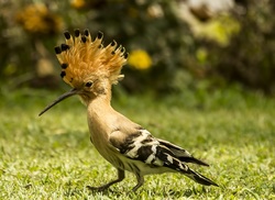 Hoopoe Macro Photography